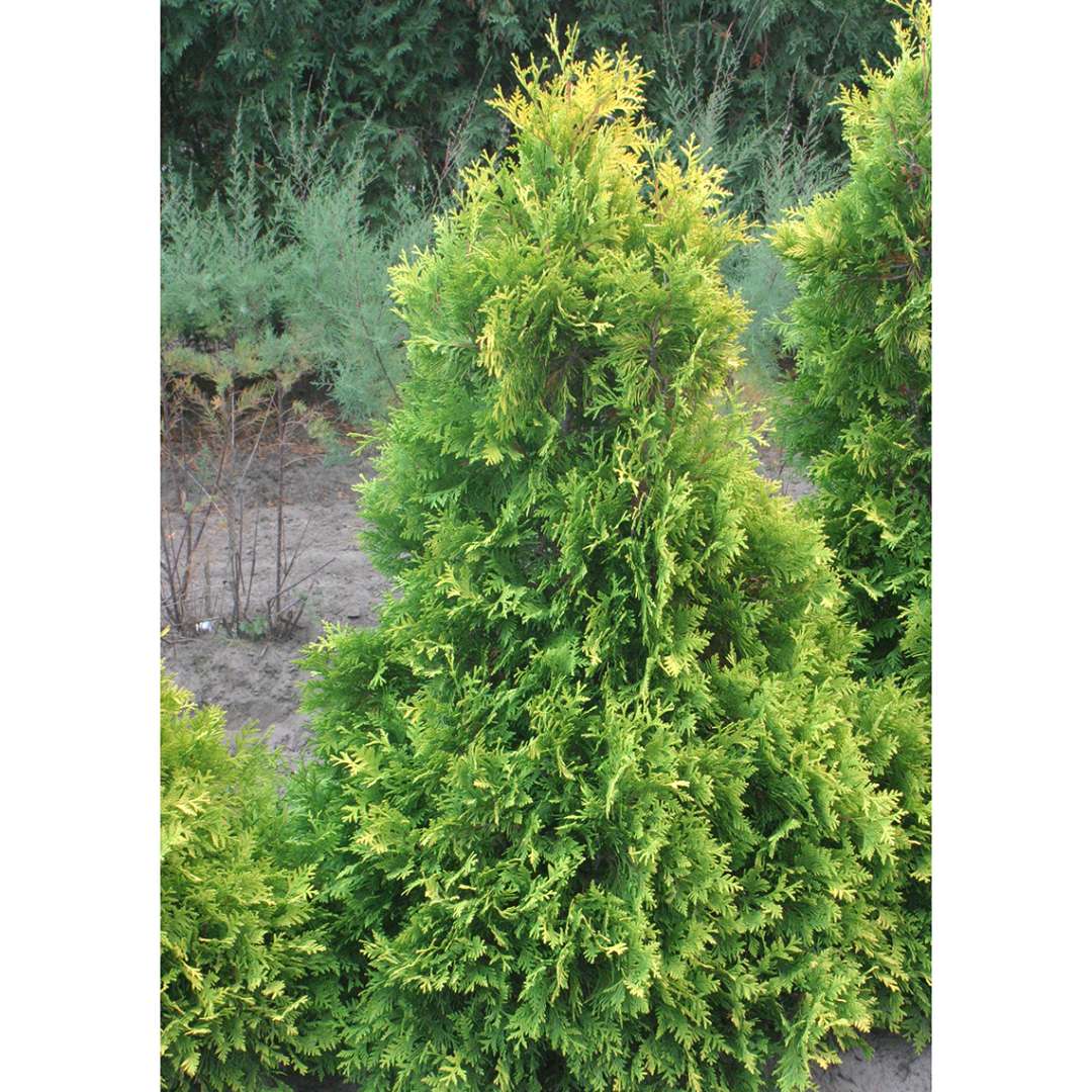 Sunkist arborvitae is a golden irregularly shaped evergreen